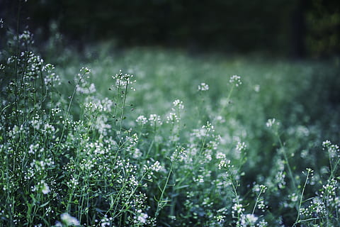 white, petaled flower, selective, focus photo, flower, selective focus, photo, flowers, green, spring, meadow, nature, growth, summer, grass, plant, no people, flowering plant, beauty in nature, vulnerability, green color, fragility, day, freshness, field, land, outdoors, tranquility, plant part, close-up, springtime, flower head, small, 5K, CC0, public domain, royalty free