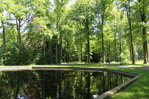 naturalesa, bosc, primavera, estany, arbre, planta, reflexió, aigua, color verd, creixement, bellesa a la natura, llac, tranquil·litat, dia, cap gent, escena tranquil·la, escenics - natura, terra, tronc de l'arbre, tronc, idíl·lic, a l'aire lliure, 5K, CC0, domini públic, lliure de regalies