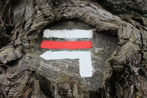 red, white, paint, treetrunk, tree stump, direction, tree, macro, tree trunk, trunk, close-up, no people, sign, textured, day, outdoors, plant, communication, focus on foreground, rough, guidance, wood - material, selective focus, nature, white color, plant bark, bark, 5K, CC0, public domain, royalty free