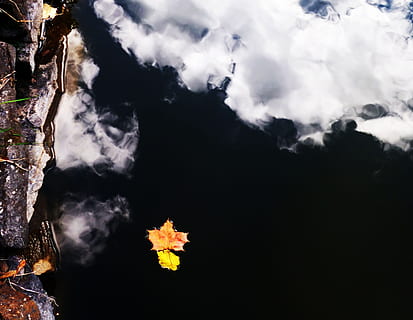 full, nivell d'aigua, reflexió, aigua, núvols, blanc, naturalesa, a l'aire lliure, núvol - cel, temps, cel, cap gent, escenics, flor, bellesa a la natura, planta, canvi, escenics - natura, tardor, tranquil·litat, dia, rock, temperatura de fred, part de la planta, arbre, muntanya, 2K, CC0, domini públic, lliure de regalies