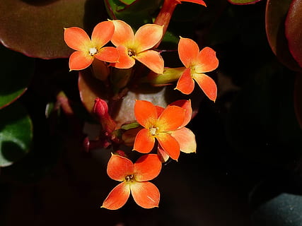 orange, blomster, blomstre, lille bitte, gul, plante, natur, original, blomst, vækst, blomsterhoved, kronblad, skønhed i naturen, skrøbelighed, blomstrende plante, tæt på, friskhed, blad, plante del, sårbarhed, orange farve, ingen mennesker, blomsterstand, fokus på forgrunden, dag, frugt, udendørs, 4K, CC0, offentligt domæne, royaltyfrie