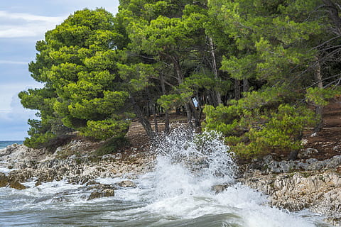 onde del mare, schiantarsi, grigio, rocce, verde, alberi, mare, onde, acqua, spiaggia, orizzonte, spray, scogliera, vento, blu, paesaggio, costa, Sassi, albero, pianta, bellezza nella natura, movimento, scenics - natura, terra, natura, crescita, nessuno, giorno, lungomare, acqua corrente, roccia, foresta, solido, colore verde, all'aperto, fluente, potere in natura, 5K, CC0, dominio pubblico, privo di copyright