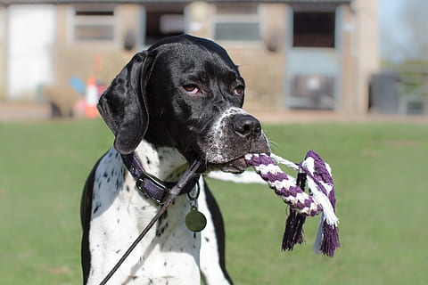 dog, pointer, pet, canine, animal, cute, portrait, puppy, happy, adorable, fun, doggy, young, german pointer, daft, silly, strange, funny, color, white, domestic, pets, domestic animals, one animal, mammal, animal themes, focus on foreground, vertebrate, looking, grass, day, looking away, field, nature, no people, close-up, outdoors, animal head, purple, mouth open, 4K, CC0, public domain, royalty free