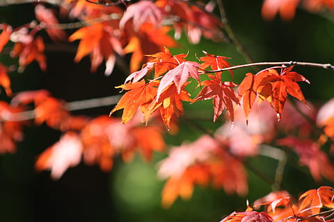 Blätter, Baum Blatt, Laubfall, Herbstlaub, Baum, Blatt, Herbst, Veränderung, orange Farbe, Ahornbaum, Ahornblatt, Pflanzenteil, Schönheit in der Natur, Pflanze, Ast, Nahansicht, Natur, keine Leute, Fokus auf den Vordergrund, Wachstum, selektiver Fokus, Tag, rot, draußen, natürlicher Zustand, fallen, 4K, CC0, gemeinfrei, lizenzfrei
