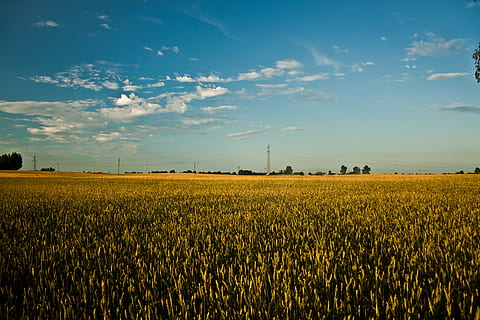 gran, camp, gra, blau, núvols, blat de moro, paisatge, cel, estiu, agricultura, escena rural, terra, medi ambient, granja, bellesa a la natura, cultiu, escenics - natura, planta, escena tranquil·la, creixement, tranquil·litat, naturalesa, núvol - cel, planta de cereals, idíl·lic, cap gent, a l'aire lliure, plantació, 4K, CC0, domini públic, lliure de regalies