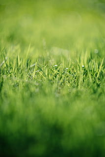 grøn, græs, tæt på, fotograf, tilt fotografering, selektiv fokusering, plante, grøn farve, vækst, Mark, jord, natur, ingen mennesker, ro, dag, udendørs, skønhed i naturen, fuld ramme, landskab, rolig scene, overflade niveau, friskhed, landlige scene, 5K, CC0, offentligt domæne, royaltyfrie