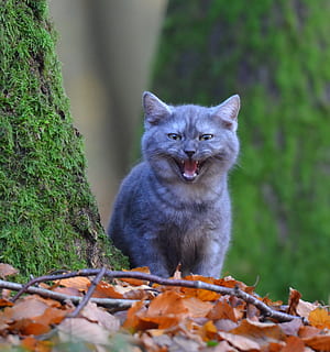 gri, kedi, kahverengi, yapraklar, genç kedi, ağaç, orman, yosun, Meraklı, sevimli, Evcil Hayvan, bir hayvan, hayvan yaban hayatı, hayvan, açık havada, gün, doğa, hayvan temaları, memeli, omurgalı, Evcil Hayvanlar, yerli, bitki, portre, bitki bölümü, arazi, insansız, Yaprak, seçici odak, kedi bıyığı, 2K, CC0, kamu malı, telif ücretsiz