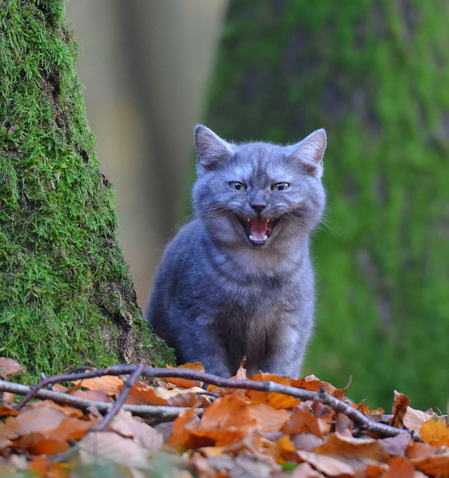gri, kedi, kahverengi, yapraklar, genç kedi, ağaç, orman, yosun, Meraklı, sevimli, Evcil Hayvan, bir hayvan, hayvan yaban hayatı, hayvan, açık havada, gün, doğa, hayvan temaları, memeli, omurgalı, Evcil Hayvanlar, yerli, bitki, portre, bitki bölümü, arazi, insansız, Yaprak, seçici odak, kedi bıyığı, 2K