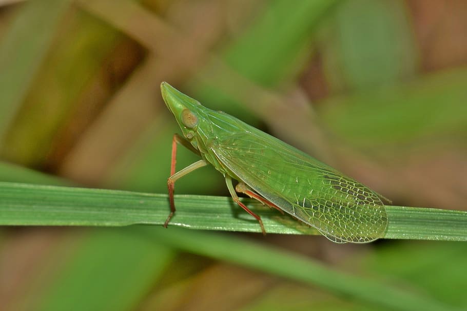 Llagosta, xancletes, planter, insecte, insecte verd, insecte petit, petit, insectoide, herba, verd, insecte alat, insecte volador, criatura, animal, naturalesa, vida salvatge, fauna, biologia, entomologia, artròpode, Planthopper dittopharida, rhynchomitra lingula, primer pla, temes d'animals, invertebrat, color verd, fauna animal, animals a la natura, un animal, part de la planta, full, centrar-se en primer pla, planta, cap gent, dia, enfocament selectiu, a l'aire lliure, zoologia, 4K