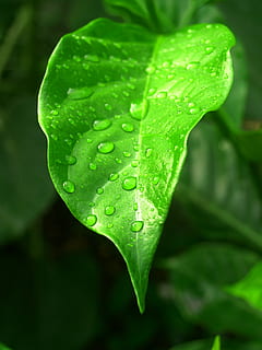 eau, gouttes, feuille, herbe, vert, rosée, pluie, fermer, la vie, macro, plante, goutte de pluie, été, fraîcheur, isolé, humide, Prairie, condensation, gouttelette, liquide, brillant, cercle, Matin, goutte de rosée, petit, ornemental, flore, sphère, en bonne santé, climat, réflexion, croissance, Météo, en plein air, harmonie, la nature, environnement, bulle, pureté, couleur verte, laissez tomber, arrière-plans, partie de la plante, beauté dans la nature, personne, vulnérabilité, fragilité, journée, se concentrer sur le premier plan, Saison des pluies, fleur, 2K, CC0, domaine public, libre de droits