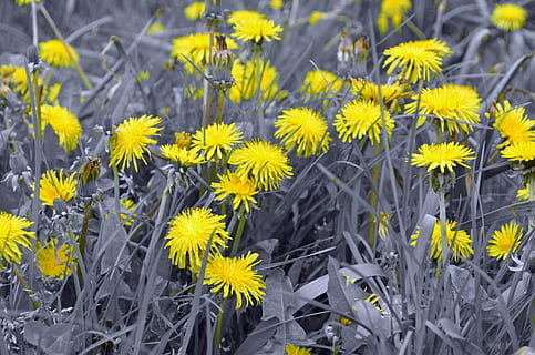 løvetann, lyseffekt, fluff, natur, makro, årstid, vår, blomst, bakgrunn, blomstrende plante, gul, anlegg, vekst, friskhet, skjørhet, sårbarhet, skjønnhet i naturen, petal, nærbilde, inflorescence, blomsterhodet, dag, ingen folk, felt, fokusere på forgrunnen, land, høy vinkel visning, utendørs, pollen, blomsterseng, 1080P, CC0, offentlig domene, opphavsrett gratis