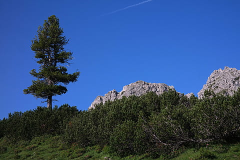 conifera, albero, montagna, allgäu, albero di montagna, verde di montagna, pino di montagna, pinus mugo, troppo pino di montagna, scatola di pino, piano, posto pino, mulino, pino nano, pino criptato, pantofole di feltro, zona di krummholz, montagne alte, Pino, blu, foresta, nessuno, natura, all'aperto, Paesaggi, giorno, cielo sereno, pianta, cielo, bellezza nella natura, scenics - natura, albero di conifere, roccia, terra, la tranquillità, paesaggio, ambiente, Pinaceae, roccia - oggetto, bosco di pini, bosco, albero sempreverde, 5K, CC0, dominio pubblico, privo di copyright