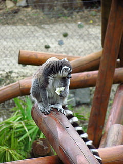 lemar, publicació, zoo, animal, temes d'animals, un animal, mamífer, fauna animal, animals a la natura, vertebrats, material de fusta, cap gent, dia, centrar-se en primer pla, primat, naturalesa, assegut, metall, mico, a l'aire lliure, animals en captivitat, relaxació, mirant, 4K, CC0, domini públic, lliure de regalies