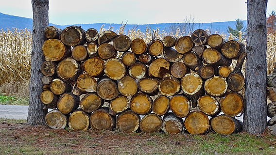 Holz, Brennholz, Stapel, Baum, Berg, Winter, Kiefer, Treibstoff, Natur, protokolliert, Kofferraum, gehackt, Abholzung, Holzindustrie, Wald, Log, Bauholz, Kraftstoff- und Stromerzeugung, Holz - Material, Fülle, große gruppe von gegenständen, Himmel, Land, Haufen, draußen, Holzstapel, Pflanze, keine Leute, 4K, CC0, gemeinfrei, lizenzfrei