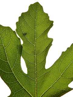 vijgenblad, backlight, vijgenboom, boom, blad, blad, natuurlijke geometrie, vertakkingen, groene kleur, detailopname, witte achtergrond, natuur, geen mensen, deel van de plant, bladader, fabriek, groei, studio opname, schoonheid in de natuur, natuurlijk patroon, breekbaarheid, bladeren, kwetsbaarheid, buitenshuis, versheid, dag, plantkunde, Helder verlichte, 2K, CC0, publiek domein, royaltyvrij