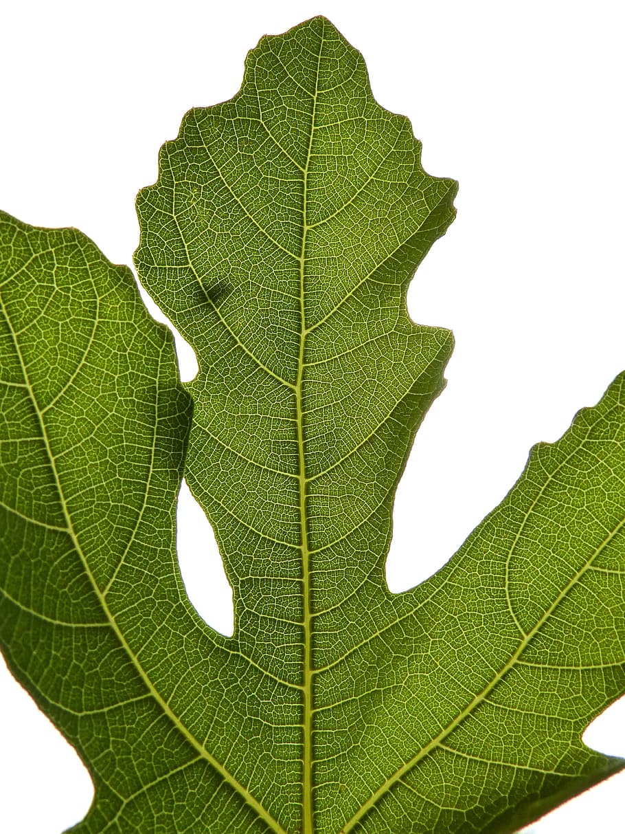fulla de figuera, llum de fons, figuera, arbre, fulla, full, geometria natural, ramificacions, color verd, primer pla, fons blanc, naturalesa, cap gent, part de la planta, vena de la fulla, planta, creixement, tir de l'estudi, bellesa a la natura, patró natural, fragilitat, fulles, vulnerabilitat, a l'aire lliure, frescor, dia, botànica, lluminós, 2K