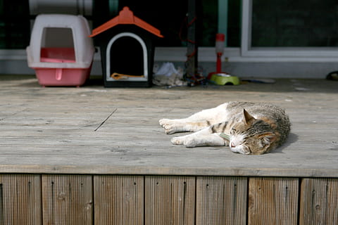 gatto, siesta, ponte, pm, carina, animale, all'aperto, proverbi, camminare, sonnolento, mammifero, animali domestici, temi animali, domestico, un animale, rilassamento, vertebrato, legno - materiale, gatto domestico, felino, sdraiarsi, riposo, nessuno, addormentato, cane, canino, giorno, baffo, 4K, CC0, dominio pubblico, privo di copyright