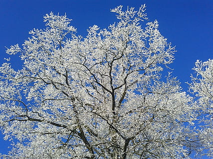 tre, rimfrost, vinter, kald, frost, is, grener, vintertid, anlegg, lav vinkel visning, skjønnhet i naturen, himmel, klar himmel, vekst, blomstrende plante, blomst, natur, gren, blå, ingen folk, skjørhet, våren, blomstre, dag, hvit farge, friskhet, sårbarhet, utendørs, vår, kirsebærblomst, 2K, CC0, offentlig domene, opphavsrett gratis