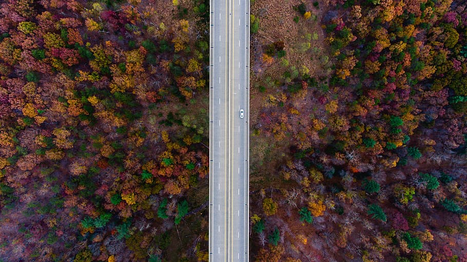 antenne, uitzicht, grijs, beton, brug, weg, nabijgelegen, bomen, boom, herfst, vallen, symmetrisch, symmetrie, rijden, hout, Bos, centrum, drone uitzicht, luchtfoto, behang, herfst wallpapers, val achtergronden, volledig kader, geen mensen, dag, natuur, fabriek, verandering, hoge hoekmening, achtergronden, buitenshuis, detailopname, metaal, schoonheid in de natuur, groei, Oranje kleur, recht boven, architectuur, blad, patroon, 4K