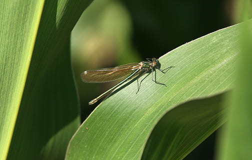libellula, foglia, Mais, verde, natura, estate, acqua, Ali, invertebrato, insetto, parte vegetale, temi animali, fauna selvatica, animale, animali allo stato selvatico, un animale, ala animale, avvicinamento, colore verde, pianta, nessuno, messa a fuoco selettiva, giorno, all'aperto, damselfly, volare, 2K, CC0, dominio pubblico, privo di copyright