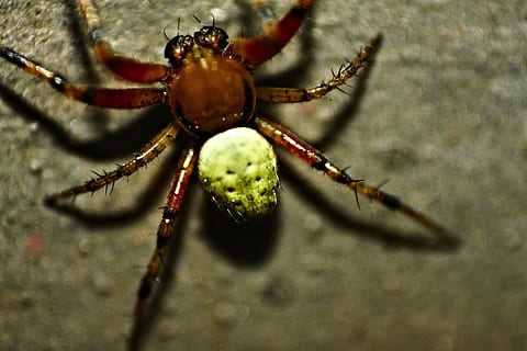 pompoen spider, spin, dichtbij, macro, spinachtige, insect, dier, natuur, dierlijke thema's, ongewerveld, dierenleven, één dier, detailopname, dieren in het wild, dierlijk been, geleedpotige, geen mensen, dierlijke lichaamsdeel, selectieve aandacht, dag, buitenshuis, zoölogie, 4K, CC0, publiek domein, royaltyvrij
