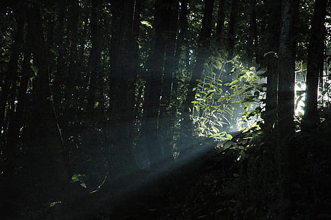 Light Rays, Light Beam, Forest, beam, trees, tree, nature, woodland, adventure, day, plant, land, growth, trunk, tree trunk, beauty in nature, tranquility, non-urban scene, no people, scenics - nature, tranquil scene, sunlight, outdoors, green color, environment, streaming, rainforest, 2K, CC0, public domain, royalty free