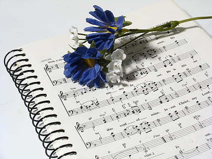 putih, biru, bunga petaled, musikal, catatan, musik, naskah, Desain, bunga, tanaman berbunga, menanam, dalam ruangan, kertas, merapatkan, keindahan di alam, kepala bunga, alam, kerapuhan, kerentanan, daun bunga, tampilan sudut tinggi, kesegaran, tidak ada orang, tembakan studio, hal berkembang, masih hidup, teks, latar belakang putih, merangkai bunga, tanaman layu, 2K, CC0, domain publik, bebas royalti
