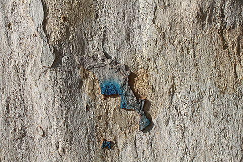 tronco, albero, Scorza, modello, abbaiare, screpolato, sfondi, vecchio, strutturato, sporco, caratteristica della parete, ruvido, astratto, intemperie, giorno, fotogramma intero, nessuno, natura, all'aperto, legno - materiale, danneggiato, vista dall'alto, corri giù, luce del sole, avvicinamento, Marrone, terra, declino, sforzo, calcestruzzo, 4K, CC0, dominio pubblico, privo di copyright
