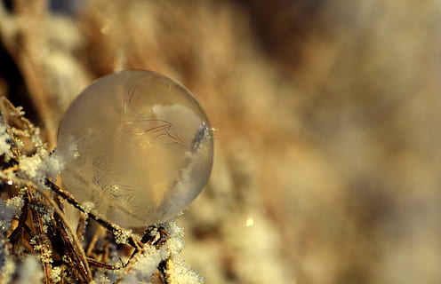 bubble, soap bubble, frozen, winter, cold, ice, frozen bubble, christmas, ball, about, tender, sensitive, beautiful, iridescent, transient, structure, frost, frosted soap bubble, frosted, weightless, globe image, sunshine, morning sun, close-up, no people, focus on foreground, nature, macro, cold temperature, animal themes, animal, vulnerability, snow, outdoors, fragility, one animal, animal wildlife, selective focus, single object, sphere, 5K, CC0, public domain, royalty free