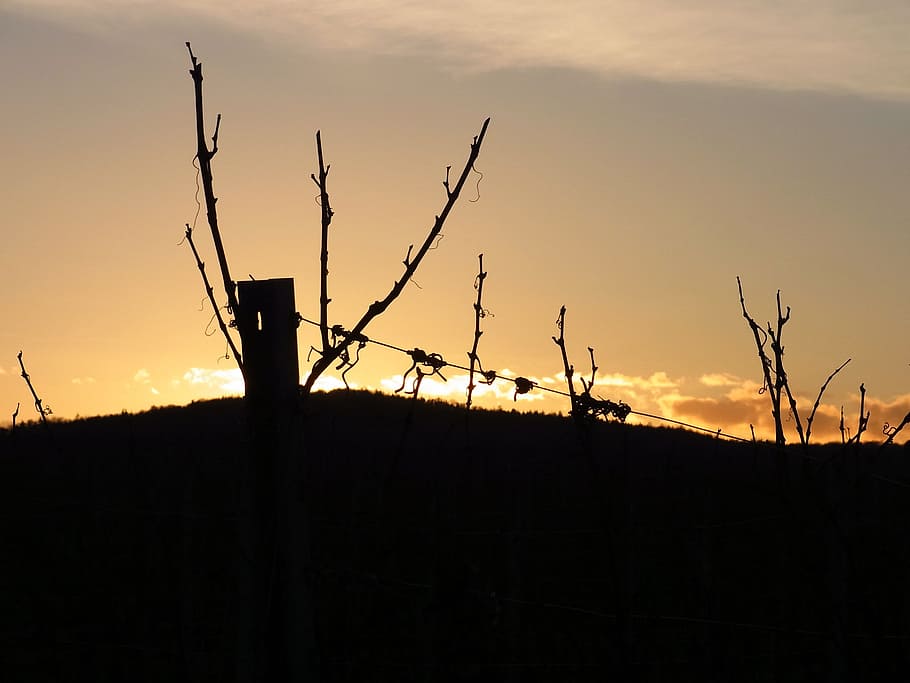 cel, posta de sol, crepuscle, tarda, vinya, naturalesa, paisatge, silueta, cap gent, a l'aire lliure, incendi forestal, tranquil·litat, arbre nu, escenics - natura, bellesa a la natura, color taronja, escena tranquil·la, medi ambient, escena no urbana, vespre, planta, branca, arbre, terra, arquitectura, planta morta, 2K
