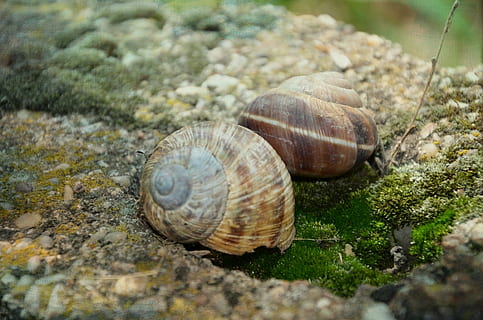 sraigė, akmuo, apvalkalas, žalias, spiralė, gyvūnas, pobūdį, makro, maisto, laukinės gamtos, lėtai, ruda, moliuskas, gležnas, balta, juoda, escargot, tekstūruotas, pilvakojus, sodas, mažas, Prancūzų kalba, šlapias, Rokas, šliužas, spirale, skanus, restoranas, natūralus, vakarienė, gyvūnų gyvūnija, gyvūnų temos, gyvūnų lukštais, bestuburiai, gyvūnams, Iš arti, atrankinis dėmesys, nėra žmonių, vienas gyvūnas, dieną, žemės, nuobodulys, lauke, paviršiaus lygis, 4K, CC0, Viešasis domenas, nemokamai