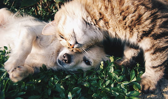 lang overtrukne, hvid, hvalp cuddling, grå, sort, lang pels kat, grøn, blade, dagtimerne, belagt, hundehvalp, krammer, pels, kat, grønne blade, indenlandske kat, dyr, kæledyr, nuttet, pattedyr, natur, feline, udendørs, killing, ungt dyr, undomesticated cat, husdyr, græs, tabby, leder, dyr i naturen, dyre temaer, et dyr, dyreliv, løve - katte, hvirveldyr, gruppe af dyr, ingen mennesker, to dyr, indenlandske, plante, plante del, blad, dag, samvær, dyre familie, bakkenbart, 2K, CC0, offentligt domæne, royaltyfrie