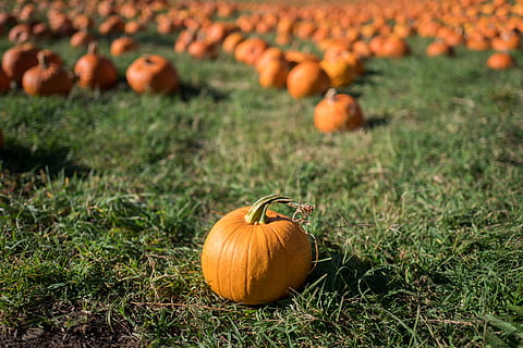 huerto de calabazas, calabazas, metido, verde, campo de hierba, calabaza, parche, campo, naranja, squash, otoño, vegetal, octubre, hierba, Víspera de Todos los Santos, vegetale, comida y bebida, comida, celebracion, color naranja, agricultura, planta, naturaleza, alimentación saludable, frescura, cosecha, evento festivo, tierra, granja, día, nadie, al aire libre, Jack o 'lantern, orgánico, 4K, CC0, dominio público, libre de derechos
