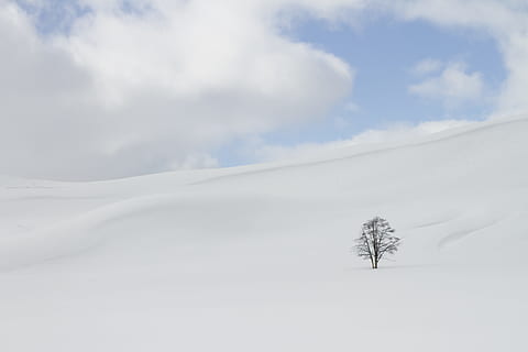 holý, strom, obklopit, sníh, zimní, izolace, bílý, Studený, ze, Příroda, nebe, rostlina, scenics - příroda, studená teplota, mrak - nebe, životní prostředí, klidné scény, krása v přírodě, klid, krajina, přistát, pole, den, bílá barva, mimoměstské scény, nikdo, venku, zasněžené hory, izolovaný, 5K, CC0, veřejná doména, bez autorských práv