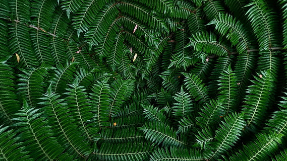 grünblättrige Pflanzen, Grün, Blätter, Grafik, Tapete, gestalten, Textur, Muster, Farn, grüne Farbe, Pflanze, Vollbild, Natur, Wachstum, Blatt, Hintergründe, Schönheit in der Natur, keine Leute, Baum, Pflanzenteil, Ruhe, Nahansicht, Botanik, draußen, Zerbrechlichkeit, Wald, natürliches Muster, Nadelbaum, Kiefernwald, 4K, CC0, gemeinfrei, lizenzfrei