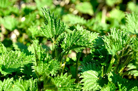 urtiga, verde, Primavera, cor verde, plantar, folha, crescimento, parte da planta, beleza na natureza, natureza, fechar-se, ninguém, dia, erva, frescura, foco seletivo, Comida, comida e bebida, focar em primeiro plano, folhagem exuberante, folhagem, ao ar livre, luz solar, 4K, CC0, domínio público, royalty free