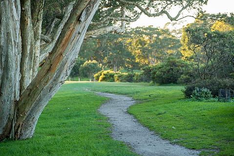 foto, sentiero, alberi, piante, parco, erba, pista, foresta, all'aperto, parco centenario, sydney, Alba, Australia, pianta, albero, colore verde, crescita, natura, tronco, tronco d'albero, la tranquillità, bellezza nella natura, giorno, scena tranquilla, nessuno, paesaggio, terra, scenics - natura, direzione, la strada davanti, strada, ambiente, 1080P, CC0, dominio pubblico, privo di copyright
