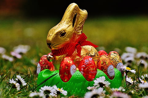 lepre, Pasqua, cioccolato, prato primaverile, fiori selvatici, blu, fiori, primavera, fiore, prato, prato fiorito, pianta, natura, estate, erba, prato estivo, uovo, decorazione, Natale, celebrazione, pianta fiorita, temi animali, animale, avvicinamento, nessuno, messa a fuoco selettiva, rosso, un animale, bellezza nella natura, giorno, freschezza, fragilità, vertebrato, rappresentazione animale, terra, all'aperto, vacanza, 5K, CC0, dominio pubblico, privo di copyright