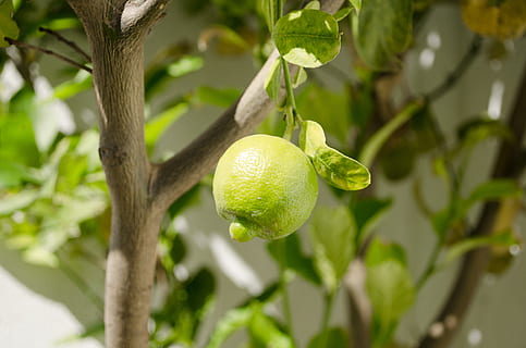 sitron, frukt, grønnsaker, tre, grønn, natur, hage, gren, stamme, sitrusfrukt, friskhet, mat, blad, moden, jordbruk, organisk, grønn farge, mat og Drikke, anlegg, plante del, spise sunt, vekst, fokusere på forgrunnen, frukttrær, nærbilde, sitrontre, ingen folk, utendørs, 4K, CC0, offentlig domene, opphavsrett gratis