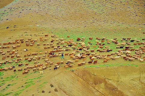 aconseguir, xai, llana, ovelles, animal, menjar, herba, mamífer, Agricultura, horitzontal, camp, naturalesa, natural, granja, carn, lanat, ramat, estiu, terra, vista d’angle alt, dia, paisatge, medi ambient, escenics - natura, cap gent, tranquil·litat, bellesa a la natura, escena tranquil·la, aigua, escena no urbana, a l'aire lliure, mar, vista aèria, sorra, platja, 4K, CC0, domini públic, lliure de regalies