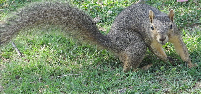 Eichhörnchen, drehen, Boden, Wende, Nahrungssuche, pelzig, pelzigen Schwanz, süß, Defensive, auf der Hut, Gras, Tierwelt, Tiere in freier Wildbahn, Pflanze, Säugetier, Land, Feld, ein Tier, Natur, Wirbeltier, keine Leute, Tag, grüne Farbe, Nagetier, draußen, Wachstum, 2K, CC0, gemeinfrei, lizenzfrei