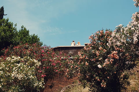 to, person, stående, ved siden af, væg, hvid, lyserød, petaled blomster felt, have, træ, mursten, blomster, plante, vækst, natur, arkitektur, blomstrende plante, himmel, blomst, bygget struktur, dag, skønhed i naturen, udendørs, bygning udvendig, ingen mennesker, sky - himmel, friskhed, bygning, forår, 4K, CC0, offentligt domæne, royaltyfrie