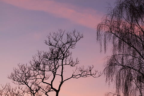 arbre, núvol, cel, silueta, bedoll, llum de la nit, naturalesa, branca, temporada, a l'aire lliure, planta, bellesa a la natura, arbre nu, núvol - cel, escenics - natura, posta de sol, color rosa, cap gent, medi ambient, bosc, boira, paisatge, blau, pi, cim de muntanya, arbre de coníferes, porpra, 4K, CC0, domini públic, lliure de regalies