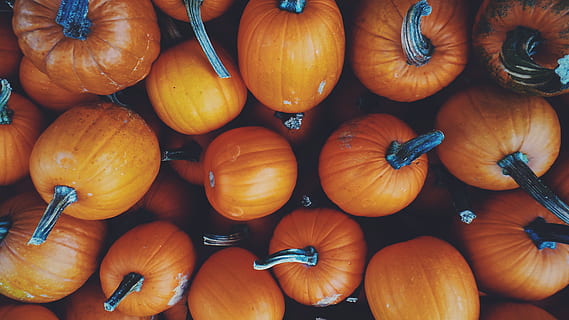 orange Kürbislos, Fotografien, geerntet, Kürbisse, Kürbis, Herbst, Lebensmittel, Gemüse, Natur, orange Farbe, Hintergründe, Essen und Trinken, gesundes Essen, Vollbild, Frische, große gruppe von gegenständen, Wohlbefinden, Fülle, keine Leute, Markt, Marktstand, Verkauf, zu verkaufen, Tag, Stillleben, High Angle View, Konsumismus, Verkaufsdisplay, reif, 4K, CC0, gemeinfrei, lizenzfrei