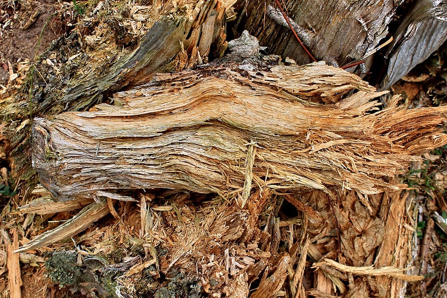 fusta, vell, arbre, decaïment, malalt, registre, nodrit, naturalesa, estructura, planta morta, boca, roure vell, resistent, sec, tribu, bosc, monstre de l'arbre, material de fusta, marró, cap gent, tronc de l'arbre, dia, a l'aire lliure, tronc, planta, textura, terra, aspre, primer pla, tranquil·litat, marc complet, escorça de la planta, part de la planta, arrel, escorça, 2K