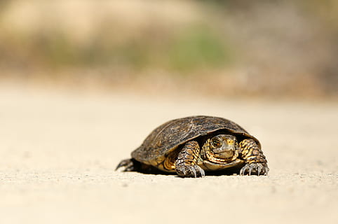 marró, tortuga, sorra, tortuga marró, shell, lent, tortuga de fang, DOF baix, seriou, escala, parany, temes d'animals, fauna animal, animal, un animal, animals a la natura, cap gent, closca d’animals, primer pla, naturalesa, terra, enfocament selectiu, dia, rèptil, a l'aire lliure, vertebrats, crustaci, marí, closca de tortuga, 4K, CC0, domini públic, lliure de regalies