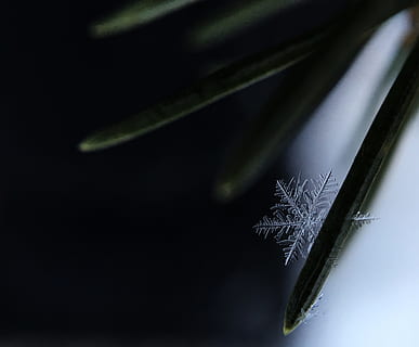 macro, uno, fiocco di neve, ago di pino, risciacquo, Michigan, Senza titolo, avvicinamento, foto, i fiocchi di neve, stella, minuscolo, natura, pianta, nessuno, girato in studio, in casa, sfondo nero, temi animali, piuma, natura morta, messa a fuoco selettiva, fragilità, vulnerabilità, arte e artigianato, morbidezza, concentrarsi sulle conoscenze acquisite, colore nero, foglia, parte vegetale, singolo oggetto, strumento di scrittura, 2K, CC0, dominio pubblico, privo di copyright