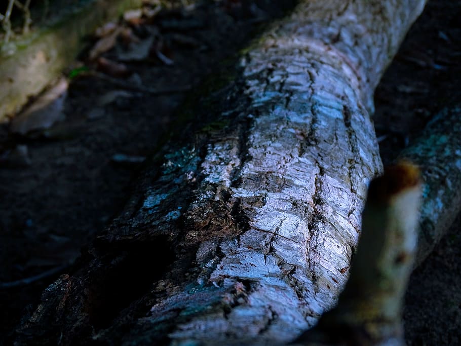 træ, bagagerum, bark, natur, struktur, skære trunk, træer, afdeling, baggrund, tør, grøn, træstamme, tæt på, plante, tekstureret, ingen mennesker, selektiv fokusering, vækst, dag, træ - materiale, udendørs, fokus på forgrunden, jord, Skov, champignon, ru, svamp, tekstureret effekt, 5K