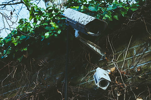 brickwall, camera, CCTV, dirty, leaves, outdoors, plants, security, vines, plant, nature, no people, day, leaf, high angle view, plant part, abandoned, land, growth, tree, animal, animal themes, water, damaged, toy, forest, animal wildlife, pollution, 5K, CC0, public domain, royalty free
