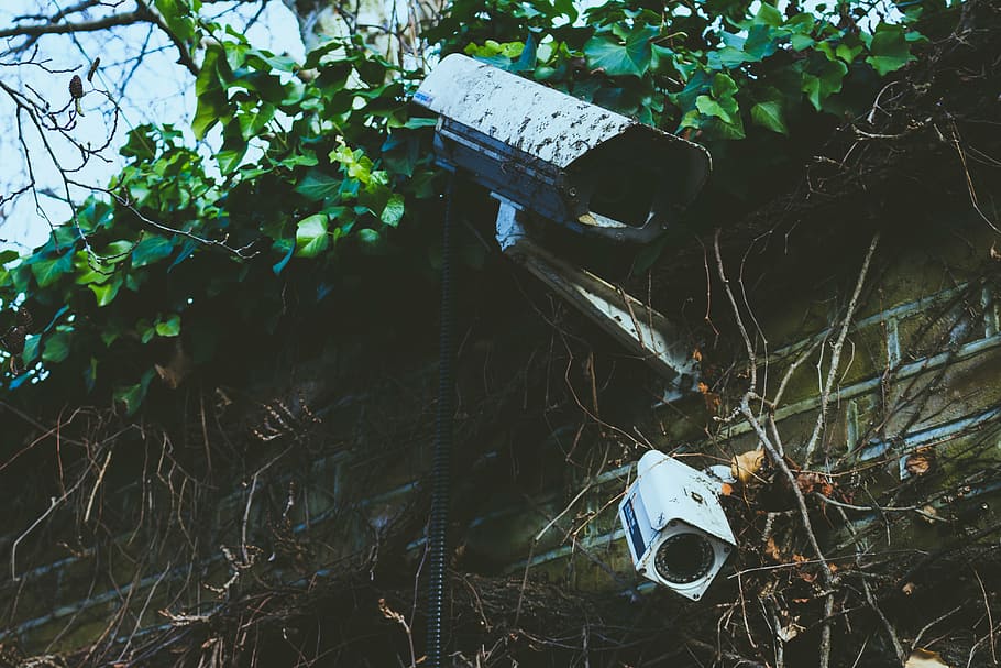 muro di mattoni, telecamera, cctv, sporco, le foglie, all'aperto, piante, sicurezza, viti, pianta, natura, nessuno, giorno, foglia, vista dall'alto, parte vegetale, abbandonato, terra, crescita, albero, animale, temi animali, acqua, danneggiato, giocattolo, foresta, fauna selvatica, inquinamento, 5K